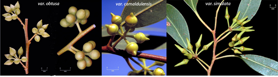 Albero dall''Australia (NT): Corymbia terminalis (Myrtaceae)